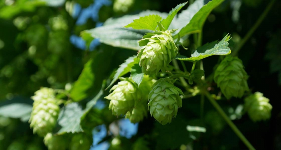 Etiam vel sed potenti